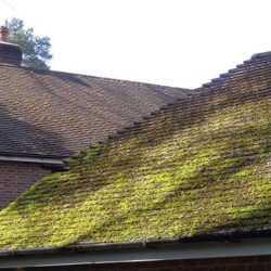 moss removal services near me in Ascot